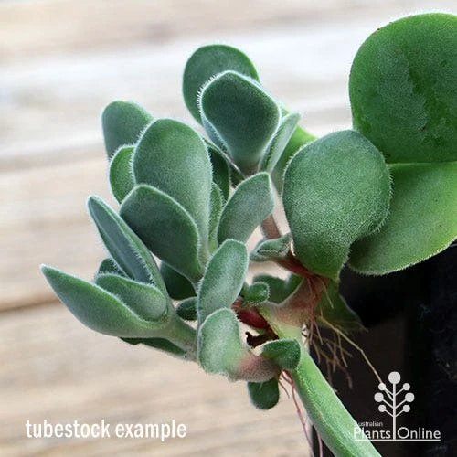 Crassula Dubia - Succulent 9 Crassula Dubia - Succulent - Image 7