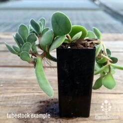 Crassula Dubia - Succulent 11 Crassula Dubia - Succulent -Plant Sale Store apo dubia tubestock reverse
