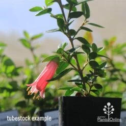 Correa Dusky Bells 16 Correa Dusky Bells -Plant Sale Store apo dusky bells correa flower tubestock