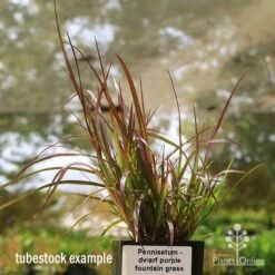 Pennisetum - Dwarf Purple Fountain Grass 11 Pennisetum - Dwarf Purple Fountain Grass -Plant Sale Store apo dwarf pfg tubestock
