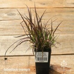 Pennisetum - Dwarf Purple Fountain Grass 14 Pennisetum - Dwarf Purple Fountain Grass -Plant Sale Store apo dwarf pfg tubestock top