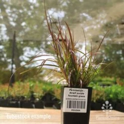 Pennisetum - Dwarf Purple Fountain Grass 13 Pennisetum - Dwarf Purple Fountain Grass -Plant Sale Store apo dwarf pfg tubestock2