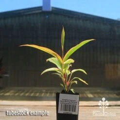New Arrival -Plant Sale Store apo early morning diamond tubestock