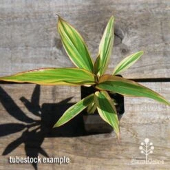 Cordyline Fruticosa Early Morning Diamond -Plant Sale Store apo early morning diamond tubestock top