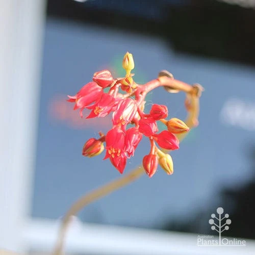 Echeveria Black Knight - Succulent 4 Echeveria Black Knight - Succulent - Image 2