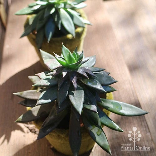Echeveria Black Knight - Succulent 5 Echeveria Black Knight - Succulent - Image 3
