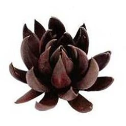 Echeveria Black Knight - Succulent 10 Echeveria Black Knight - Succulent -Plant Sale Store apo echeveria black knight promo