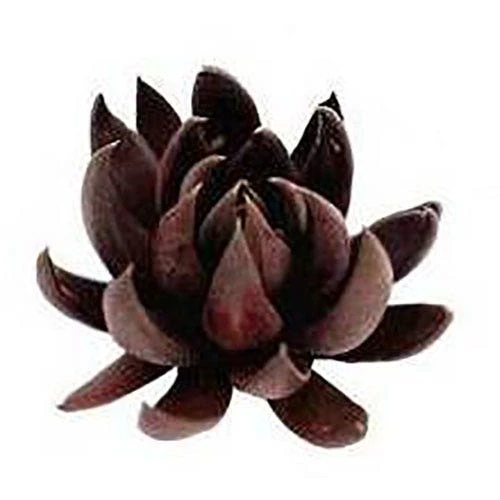 Echeveria Black Knight - Succulent 6 Echeveria Black Knight - Succulent - Image 4