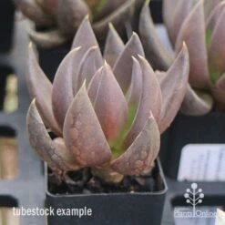 Echeveria Black Knight - Succulent 11 Echeveria Black Knight - Succulent -Plant Sale Store apo echeveria black knight tubestock