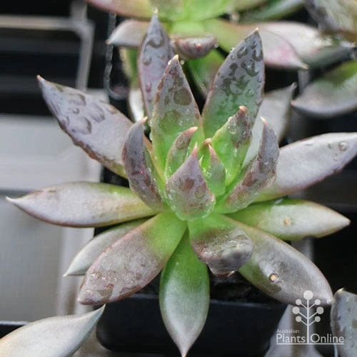 Echeveria Black Knight - Succulent 3 Echeveria Black Knight - Succulent