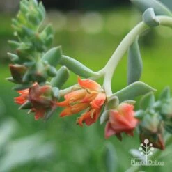 Echeveria Topsy Turvy - Succulent 18 Echeveria Topsy Turvy - Succulent -Plant Sale Store apo echeveria topsy turvy flowers