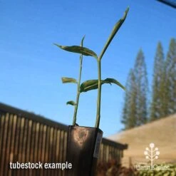 Zingiber - Edible Ginger -Plant Sale Store apo edible ginger tubestock