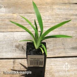 Dianella Emerald Fountain -Plant Sale Store apo emerald fountain dianella tubestock top