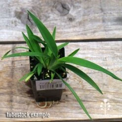 Dianella Emerald Fountain -Plant Sale Store apo emerald fountain tubestock top