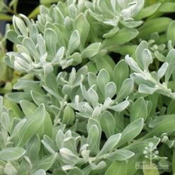 Eremophila Blue Horizon - Emu Bush -Plant Sale Store apo eremophila blue horizon foliage