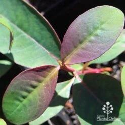 Eucalyptus Olida - Strawberry Gum -Plant Sale Store apo eucalyptus olida purple