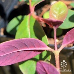 Eucalyptus Olida - Strawberry Gum -Plant Sale Store apo eucalyptus olida purple leaf