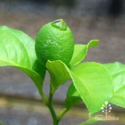 Citrus - Lemon Eureka 13 Citrus - Lemon Eureka -Plant Sale Store apo eureka lemon tubestock fruiting