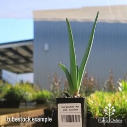 Aloe Plicatilis - Fan Aloe - Succulent 14 Aloe Plicatilis - Fan Aloe - Succulent -Plant Sale Store apo fan aloe tubestock