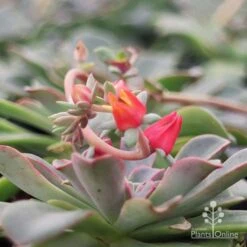 Echeveria Fantastic Fountain - Succulent 17 Echeveria Fantastic Fountain - Succulent -Plant Sale Store apo fantastic fountain flower