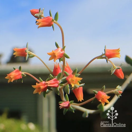 Echeveria Fantastic Fountain - Succulent 4 Echeveria Fantastic Fountain - Succulent - Image 2