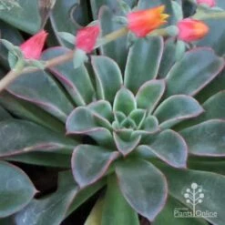 Echeveria Fantastic Fountain - Succulent 19 Echeveria Fantastic Fountain - Succulent -Plant Sale Store apo fantastic fountain fountaining