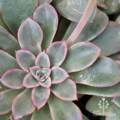 Echeveria Fantastic Fountain - Succulent 15 Echeveria Fantastic Fountain - Succulent -Plant Sale Store apo fantastic fountain leaf colour