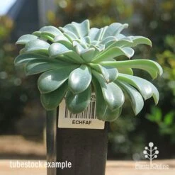 Echeveria Fantastic Fountain - Succulent 13 Echeveria Fantastic Fountain - Succulent -Plant Sale Store apo fantastic fountain tubestock
