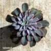 Echeveria Fantastic Fountain - Succulent 2 Echeveria Fantastic Fountain - Succulent -Plant Sale Store apo fantastic fountain tubestock above