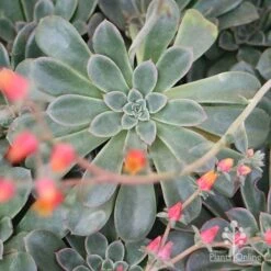 Echeveria Fantastic Fountain - Succulent 18 Echeveria Fantastic Fountain - Succulent -Plant Sale Store apo fantastic fountain 1