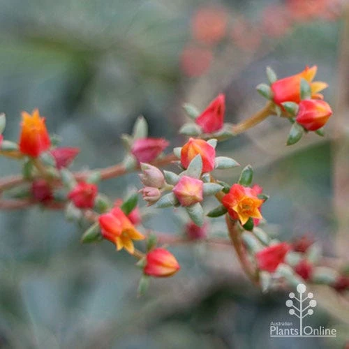 Echeveria Fantastic Fountain - Succulent 6 Echeveria Fantastic Fountain - Succulent - Image 4