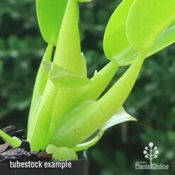 Philodendron Fat Boy 11 Philodendron Fat Boy -Plant Sale Store apo fat boy tubestock stems