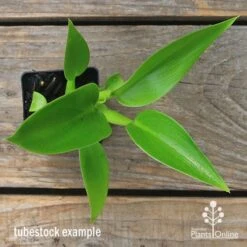 Philodendron Fat Boy 12 Philodendron Fat Boy -Plant Sale Store apo fat boy tubestock top