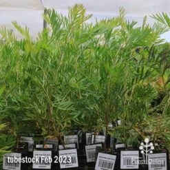 Grevillea Ned Kelly 17 Grevillea Ned Kelly -Plant Sale Store apo feb ned kelly