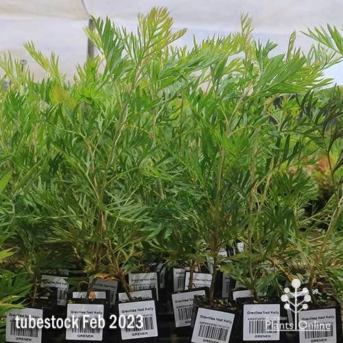 Grevillea Ned Kelly 5 Grevillea Ned Kelly - Image 3