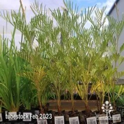 Grevillea Sandra Gordon -Plant Sale Store apo feb sandra gordon