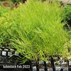 Grevillea Yamba Sunshine 13 Grevillea Yamba Sunshine -Plant Sale Store apo feb yamba sunshine