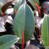 Ficus Elastica Burgundy - Rubber Plant 1 Ficus Elastica Burgundy - Rubber Plant -Plant Sale Store apo ficus burgundy new leaf