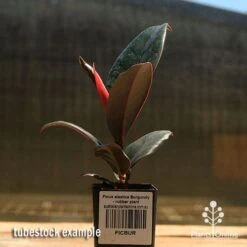 Ficus Elastica Burgundy - Rubber Plant 18 Ficus Elastica Burgundy - Rubber Plant -Plant Sale Store apo ficus burgundy rubber plant tubestock