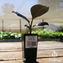 Ficus Elastica Burgundy - Rubber Plant 21 Ficus Elastica Burgundy - Rubber Plant -Plant Sale Store apo ficus burgundy tubestock