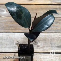 Ficus Elastica Burgundy - Rubber Plant 16 Ficus Elastica Burgundy - Rubber Plant -Plant Sale Store apo ficus burgundy tubestock top