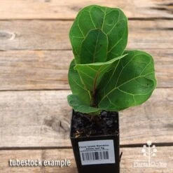Ficus Lyrata Bambino - Fiddle Leaf Fig 14 Ficus Lyrata Bambino - Fiddle Leaf Fig -Plant Sale Store apo ficus lyrata bambino tubestock top