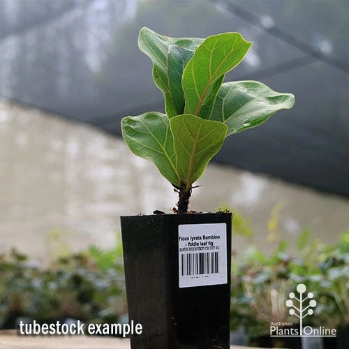 Ficus Lyrata Bambino - Fiddle Leaf Fig 4 Ficus Lyrata Bambino - Fiddle Leaf Fig - Image 2
