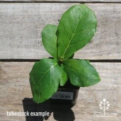 Ficus Lyrata - Fiddle Leaf Fig -Plant Sale Store apo fiddleleaf fig tubestoc top