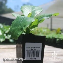 Ficus Lyrata - Fiddle Leaf Fig -Plant Sale Store apo fiddleleaf fig tubestock