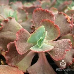 Echeveria Fire And Ice - Succulent -Plant Sale Store apo fire and ice