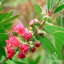 Callistemon Fluro Burst -Plant Sale Store apo fluro burst buds