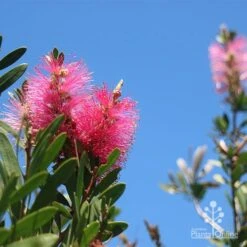 Callistemon Fluro Burst -Plant Sale Store apo fluro burst flower blue sky