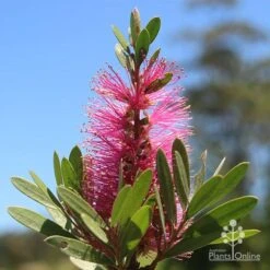 Callistemon Fluro Burst -Plant Sale Store apo fluro burst flower sunshine