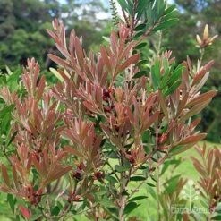 Callistemon Fluro Burst -Plant Sale Store apo fluro burst foliage
